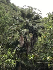 Pritchardia martii