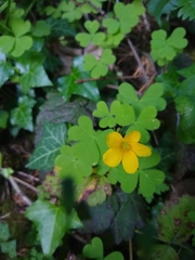 Oxalis suksdorfii