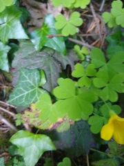 Oxalis suksdorfii