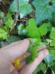 Oxalis suksdorfii