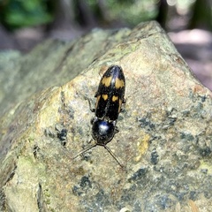 Selatosomus suckleyi