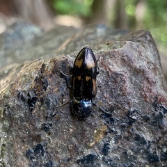 Selatosomus suckleyi