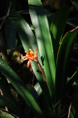 Clivia caulescens