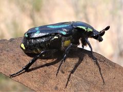 Chlorobapta frontalis