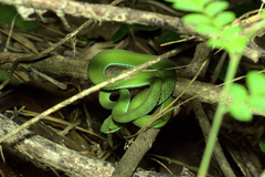 Trimeresurus rubeus