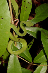 Trimeresurus rubeus