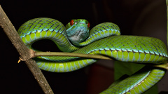 Trimeresurus rubeus