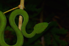 Trimeresurus rubeus