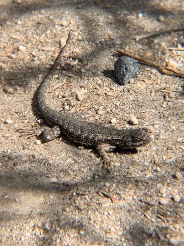 iNaturalist observation photo of Western Fence Lizard