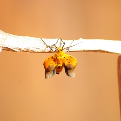 Asota borbonica