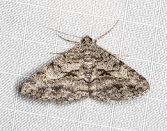 Psilalcis isombra