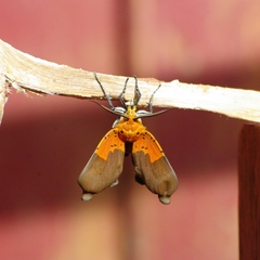 Asota borbonica