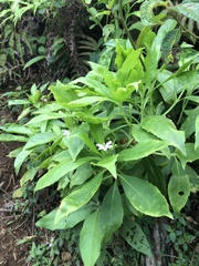 Scaevola gaudichaudiana