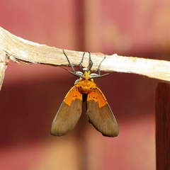 Asota borbonica