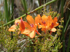 Watsonia minima