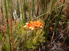 Watsonia minima