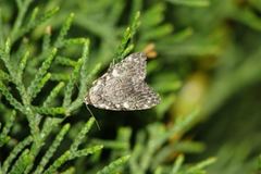 Meganola strigula