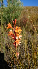 Watsonia minima