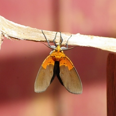 Asota borbonica