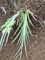 Machaerina mariscoides