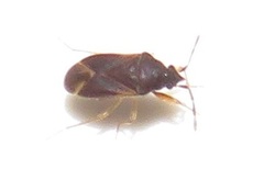 Sinierus