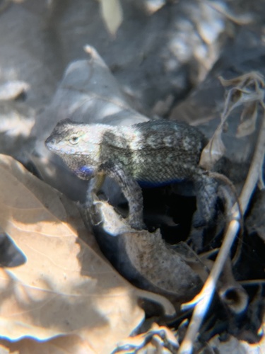 iNaturalist observation photo of Western Fence Lizard
