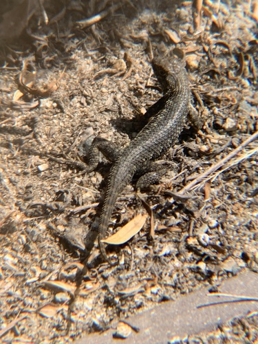 iNaturalist observation photo of Western Fence Lizard