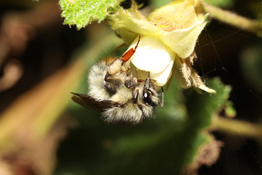Sonan's Bumble Bee