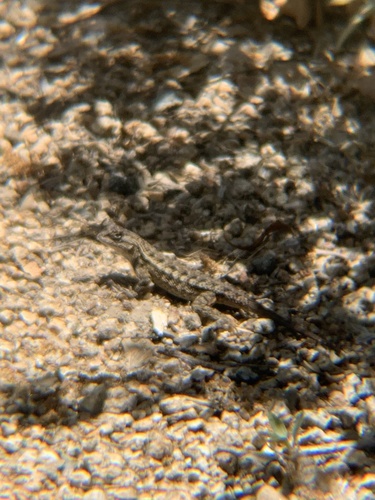 iNaturalist observation photo of Western Fence Lizard