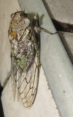Oxypleura lenihani