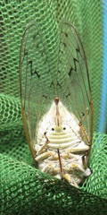 Oxypleura lenihani