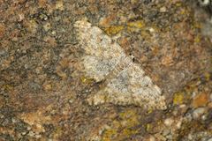 Scopula rufomixtaria