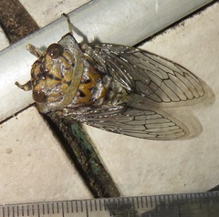 Oxypleura lenihani