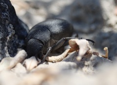 Phymatiotris quadricollis