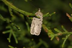 Agonopterix yeatiana