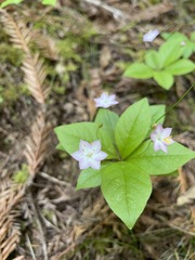 Lysimachia latifolia