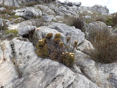 Brunia latebracteata