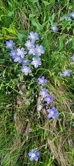 Linum alpinum