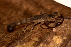 Lychas mucronatus