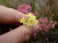 Gnidia oppositifolia