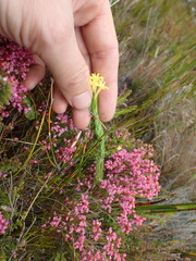 Gnidia oppositifolia