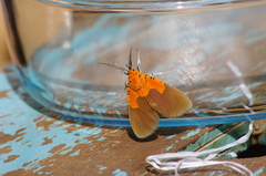Asota borbonica