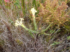 Gnidia oppositifolia