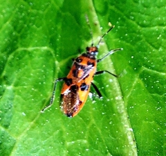 Corizus hyoscyami