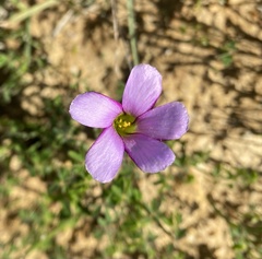 Oxalis lateriflora