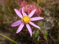 Senecio coleophyllus