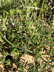 Oxalis lateriflora
