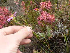 Senecio coleophyllus