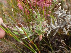 Senecio coleophyllus