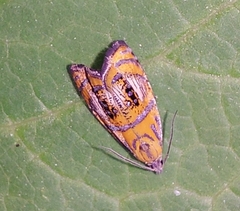 Olethreutes arcuella